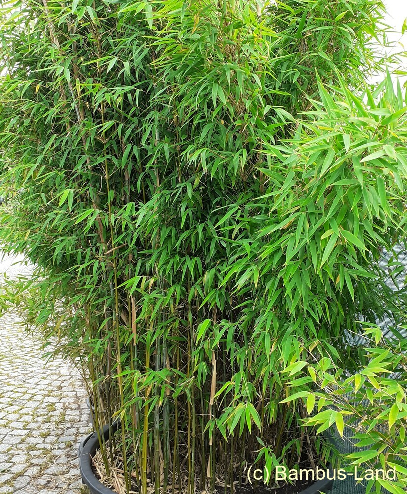 Sommerzeit mit Bambus 2021