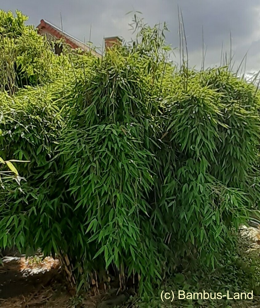 Sommerzeit mit Bambus 2021