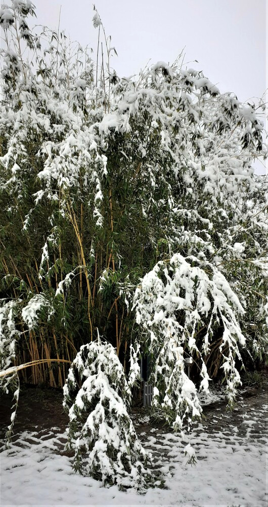 Winterzeit mit Bambus